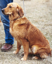 hazel 1jr